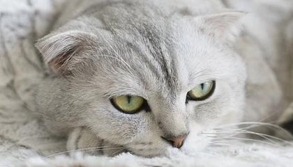 17173新游期待榜:网易《无限大》最新实机公开 腾讯《怪物猎人:旅人》亮相TGS